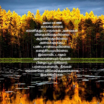 Picture 04 - லூக்கா 12:24 TAMIRV - காகங்களைக் - Bible Verse Picture