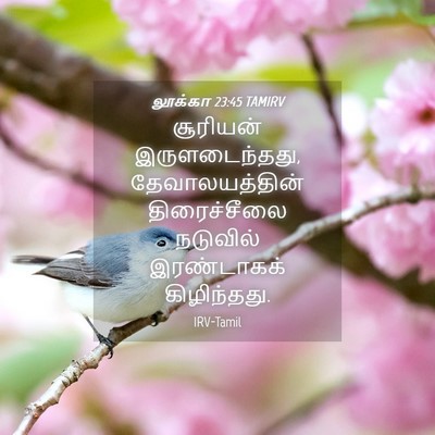 Picture 04 - லூக்கா 23:45 TAMIRV - சூரியன் - Bible Verse Picture