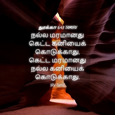 Picture 04 - லூக்கா 6:43 TAMIRV - நல்ல மரமானது - Bible Verse Picture