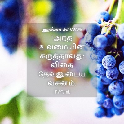 Picture 04 - லூக்கா 8:11 TAMIRV - “அந்த உவமையின் - Bible Verse Picture