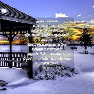 Picture 04 - லூக்கா 9:56 TAMIRV - மனிதகுமாரன் - Bible Verse Picture