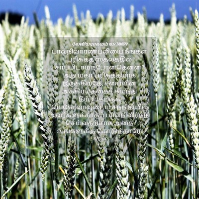 Picture 04 - லேவியராகமம் 10:17 TAMIRV - பாவநிவாரணபலியை - Bible Verse Picture