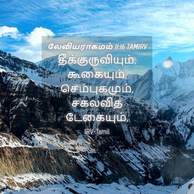 Picture 04 - லேவியராகமம் 11:16 TAMIRV - தீக்குருவியும், - Bible Verse Picture