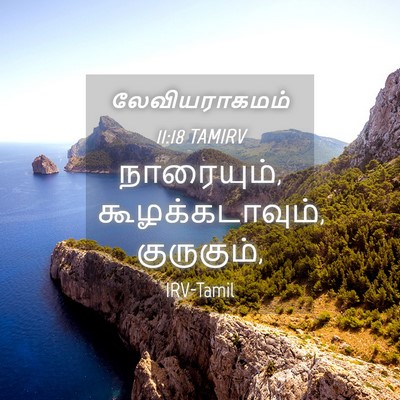 Picture 04 - லேவியராகமம் 11:18 TAMIRV - நாரையும், - Bible Verse Picture