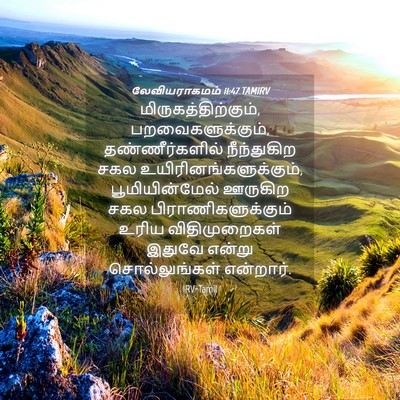 Picture 04 - லேவியராகமம் 11:47 TAMIRV - மிருகத்திற்கும், - Bible Verse Picture