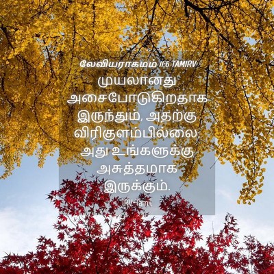 Picture 04 - லேவியராகமம் 11:6 TAMIRV - முயலானது - Bible Verse Picture