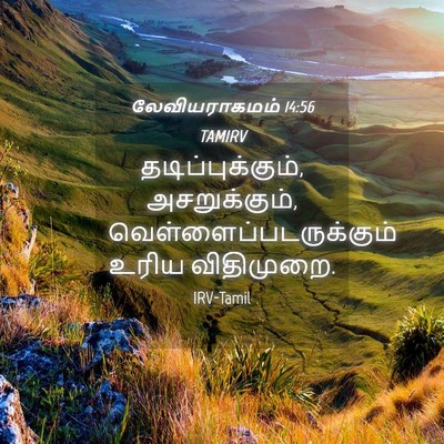 Picture 04 - லேவியராகமம் 14:56 TAMIRV - தடிப்புக்கும், - Bible Verse Picture