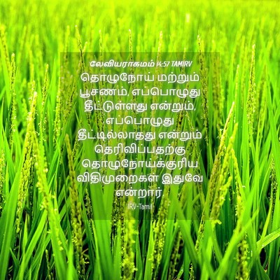 Picture 04 - லேவியராகமம் 14:57 TAMIRV - தொழுநோய் மற்றும் - Bible Verse Picture