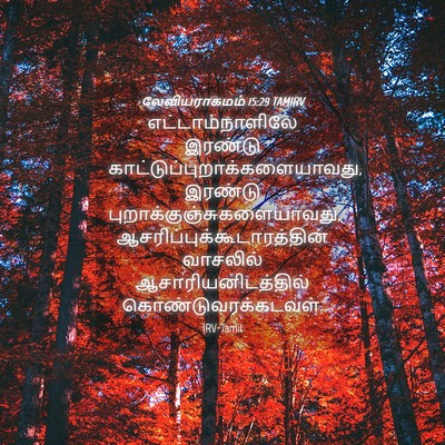 Picture 04 - லேவியராகமம் 15:29 TAMIRV - எட்டாம்நாளிலே - Bible Verse Picture