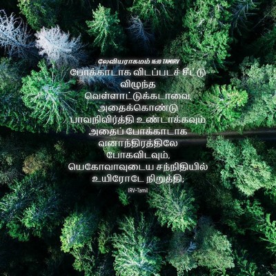 Picture 04 - லேவியராகமம் 16:10 TAMIRV - போக்காடாக - Bible Verse Picture