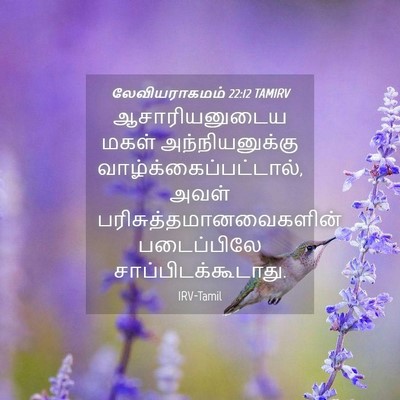 Picture 04 - லேவியராகமம் 22:12 TAMIRV - ஆசாரியனுடைய மகள் - Bible Verse Picture