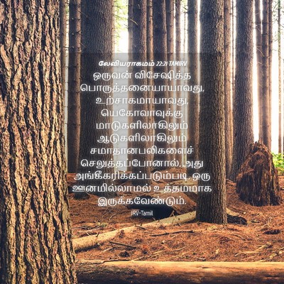 Picture 04 - லேவியராகமம் 22:21 TAMIRV - ஒருவன் விசேஷித்த - Bible Verse Picture