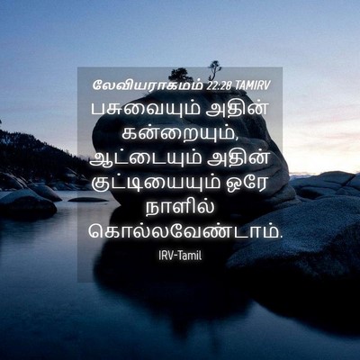 Picture 04 - லேவியராகமம் 22:28 TAMIRV - பசுவையும் அதின் - Bible Verse Picture