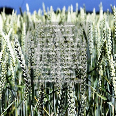 Picture 04 - லேவியராகமம் 23:18 TAMIRV - அப்பத்தோடேகூடக் - Bible Verse Picture