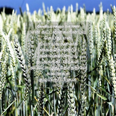 Picture 04 - லேவியராகமம் 25:18 TAMIRV - “என் - Bible Verse Picture