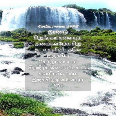 Picture 04 - லேவியராகமம் 4:9 TAMIRV - இரண்டு - Bible Verse Picture