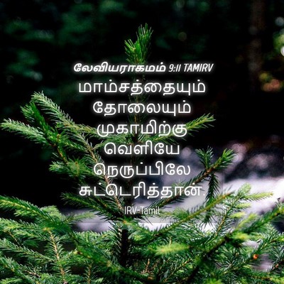 Picture 04 - லேவியராகமம் 9:11 TAMIRV - மாம்சத்தையும் - Bible Verse Picture