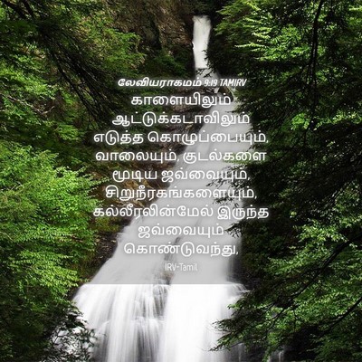 Picture 04 - லேவியராகமம் 9:19 TAMIRV - காளையிலும் - Bible Verse Picture