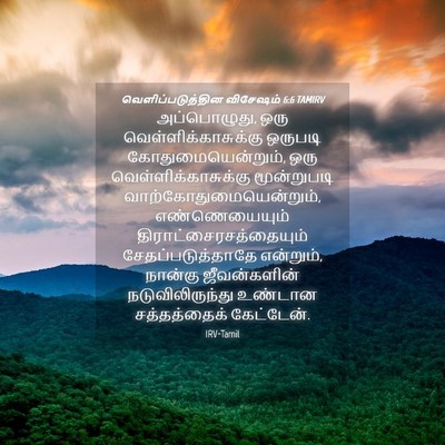 Picture 04 - வெளிப்படுத்தின விசேஷம் 6:6 TAMIRV - அப்பொழுது, ஒரு - Bible Verse Picture