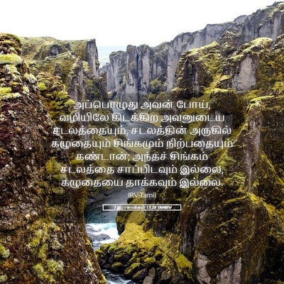 Picture 05 - 1 இராஜாக்கள் 13:28 TAMIRV - அப்பொழுது அவன் - Bible Verse Picture