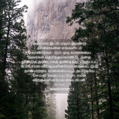 Picture 05 - 1 இராஜாக்கள் 18:23 TAMIRV - அவர்கள் இப்போதும் - Bible Verse Picture