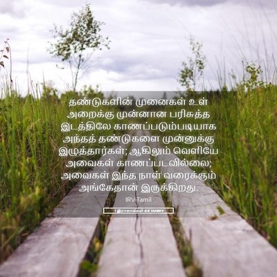 Picture 05 - 1 இராஜாக்கள் 8:8 TAMIRV - தண்டுகளின் - Bible Verse Picture