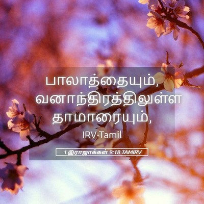 Picture 05 - 1 இராஜாக்கள் 9:18 TAMIRV - பாலாத்தையும், - Bible Verse Picture
