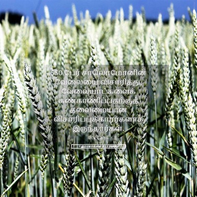 Picture 05 - 1 இராஜாக்கள் 9:23 TAMIRV - 550 பேர் சாலொமோனின் - Bible Verse Picture