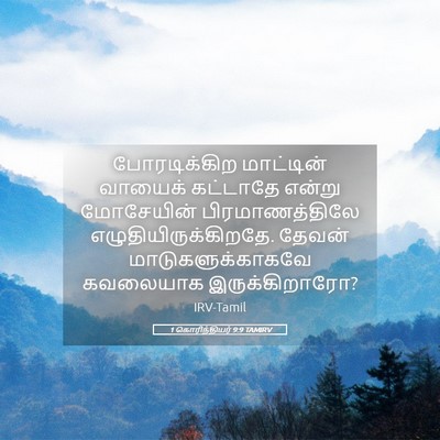 Picture 05 - 1 கொரிந்தியர் 9:9 TAMIRV - போரடிக்கிற - Bible Verse Picture