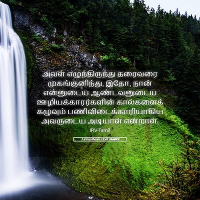 Picture 05 - 1 சாமுவேல் 25:41 TAMIRV - அவள் - Bible Verse Picture