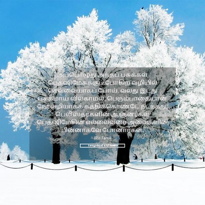Picture 05 - 1 சாமுவேல் 6:12 TAMIRV - அப்பொழுது அந்தப் - Bible Verse Picture
