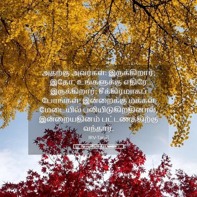 Picture 05 - 1 சாமுவேல் 9:12 TAMIRV - அதற்கு அவர்கள்: - Bible Verse Picture