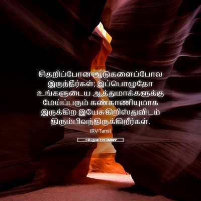 Picture 05 - 1 பேதுரு 2:25 TAMIRV - சிதறிப்போன - Bible Verse Picture