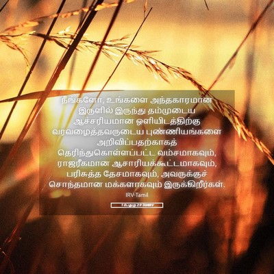 Picture 05 - 1 பேதுரு 2:9 TAMIRV - நீங்களோ, உங்களை - Bible Verse Picture