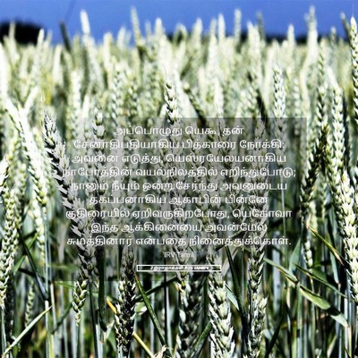 Picture 05 - 2 இராஜாக்கள் 9:25 TAMIRV - அப்பொழுது யெகூ, - Bible Verse Picture