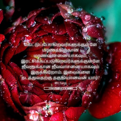 Picture 05 - 2 கொரிந்தியர் 2:16 TAMIRV -  - Bible Verse Picture