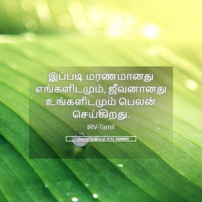 Picture 05 - 2 கொரிந்தியர் 4:12 TAMIRV - இப்படி மரணமானது - Bible Verse Picture