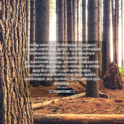 Picture 05 - 2 சாமுவேல் 16:1 TAMIRV - தாவீது மலை - Bible Verse Picture