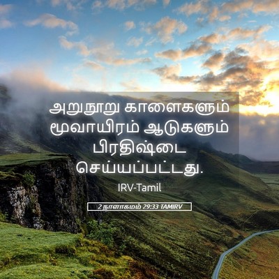Picture 05 - 2 நாளாகமம் 29:33 TAMIRV - அறுநூறு காளைகளும் - Bible Verse Picture