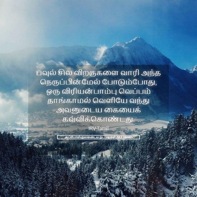 Picture 05 - அப்போஸ்தலருடைய நடபடிகள் 28:3 TAMIRV - பவுல் சில - Bible Verse Picture