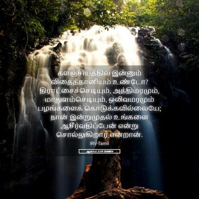 Picture 05 - ஆகாய் 2:19 TAMIRV - களஞ்சியத்தில் - Bible Verse Picture