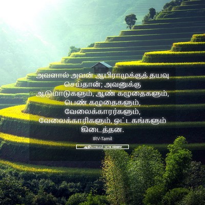Picture 05 - ஆதியாகமம் 12:16 TAMIRV - அவளால் அவன் - Bible Verse Picture
