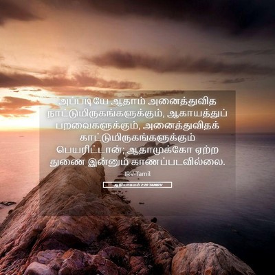 Picture 05 - ஆதியாகமம் 2:20 TAMIRV - அப்படியே ஆதாம் - Bible Verse Picture