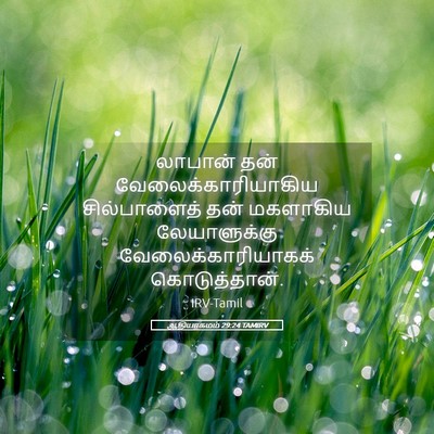 Picture 05 - ஆதியாகமம் 29:24 TAMIRV - லாபான் தன் - Bible Verse Picture