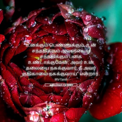 Picture 05 - ஆதியாகமம் 3:15 TAMIRV - உனக்கும் - Bible Verse Picture