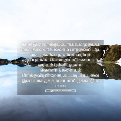 Picture 05 - ஆதியாகமம் 30:32 TAMIRV - நான் - Bible Verse Picture