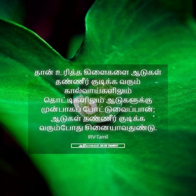 Picture 05 - ஆதியாகமம் 30:38 TAMIRV - தான் உரித்த - Bible Verse Picture