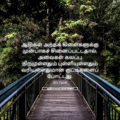 Picture 05 - ஆதியாகமம் 30:39 TAMIRV - ஆடுகள் அந்தக் - Bible Verse Picture