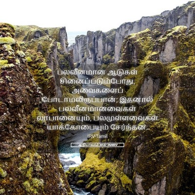 Picture 05 - ஆதியாகமம் 30:42 TAMIRV - பலவீனமான ஆடுகள் - Bible Verse Picture