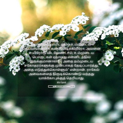 Picture 05 - ஆதியாகமம் 31:32 TAMIRV - ஆனாலும் - Bible Verse Picture